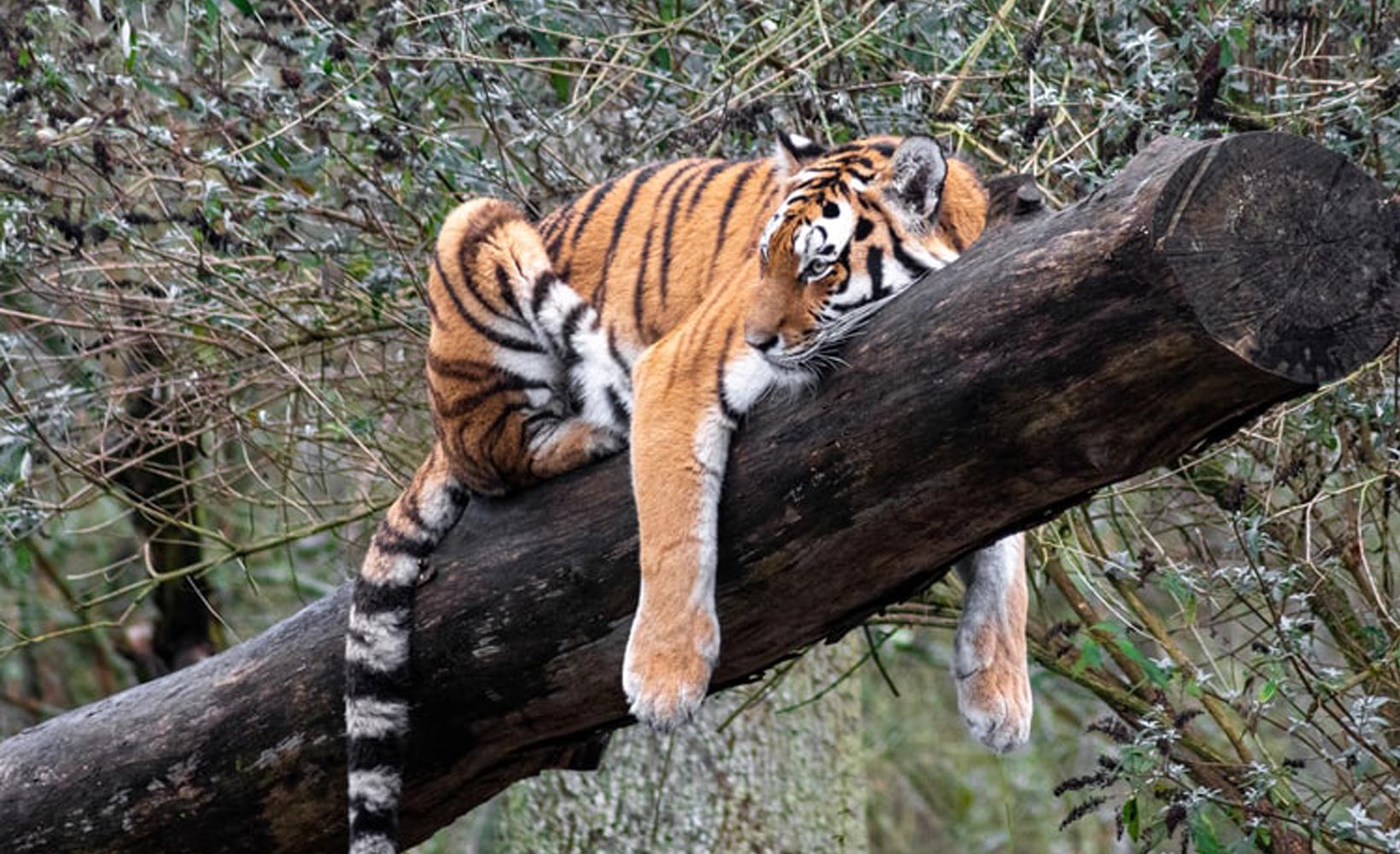 sita-travels-international-tiger-day-did-you-know-these-facts-about